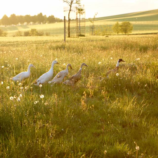 Enten laufen auf der Wiese im Sonnenuntergang