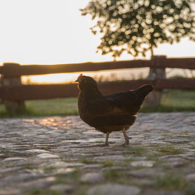 Huhn auf dem Golchnerhof