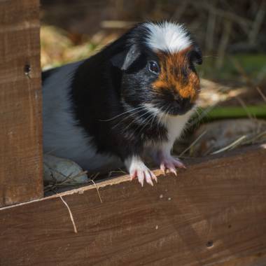 Schwarzes Meerschweinchen im Stall auf dem Golchener Hof