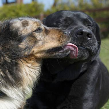 Hofhunde Bibi und Bruno