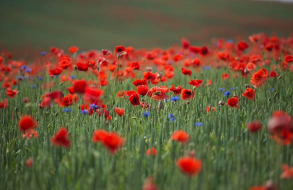 Mohnblumen Wiese im Landkreises Mecklenburgische Seenplatte