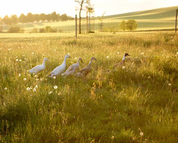 Enten laufen auf der Wiese im Sonnenuntergang