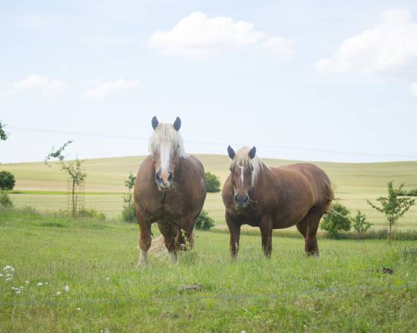Pferde stehen auf einer Wiese