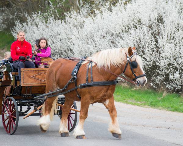 Kutschfahrt mit Pferd