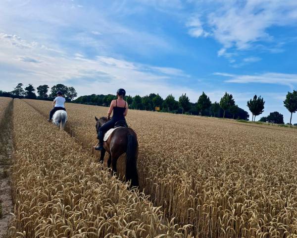 Begleitete Einzelausritte: Ritte durch Wald und Natur - Golchener Hof