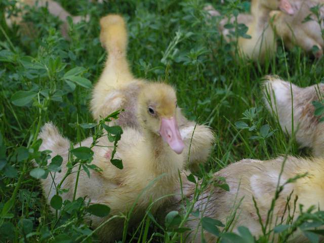 Enten Küken im Gras