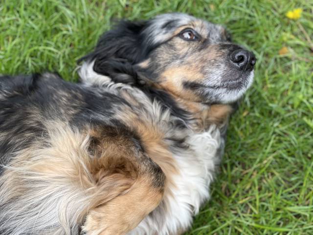 Hund Bibi liegt im Gras