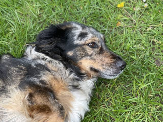 Hund Bibi liegt im Gras