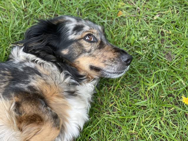 Hund Bibi liegt im Gras