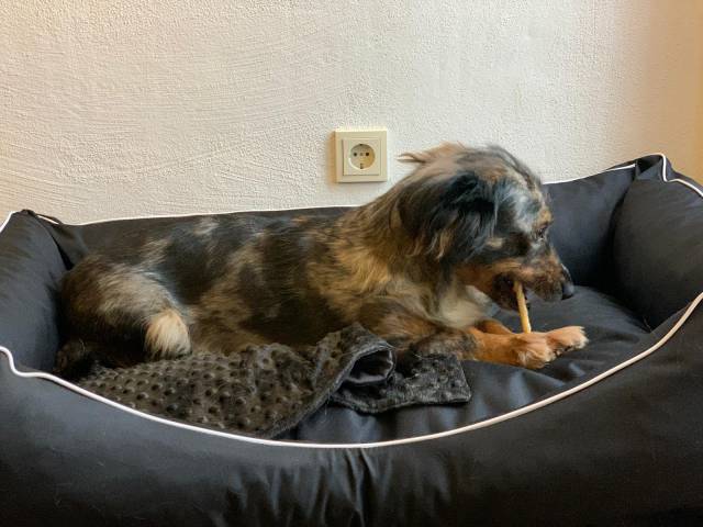 Hund Bibi frisst Leckerli im Körbchen