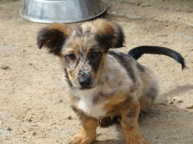 Welpe Hund Bibi