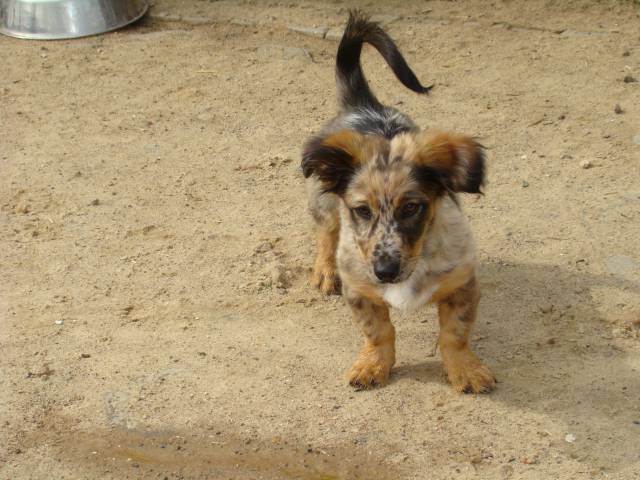 Welpe Hund Bibi