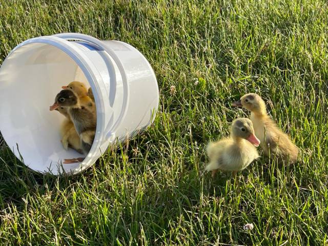 Entenküken spielen auf Wiese mit einem Eimer