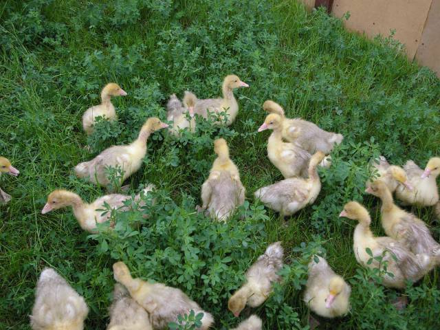 Enten Küken im Gras