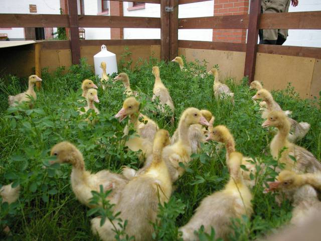 Enten Küken im Gras