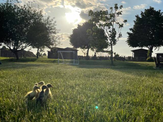 Enten Küken laufen aus Wiese