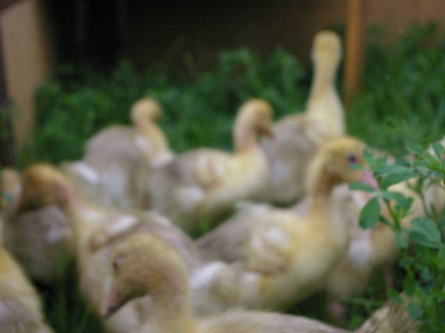 Enten Küken im Gras