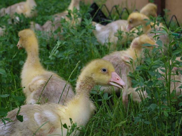 Enten Küken im Gras