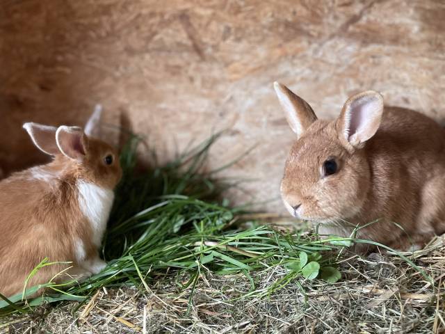 Kaninchen im Stall