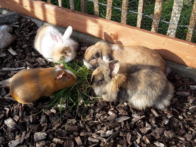 Kaninchen und Meerschweinchen fressen Gras