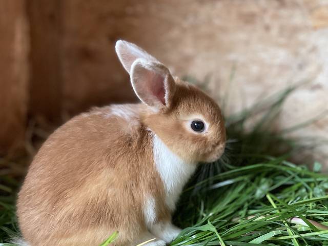 Nahaufnahme Kaninchen auf Gras