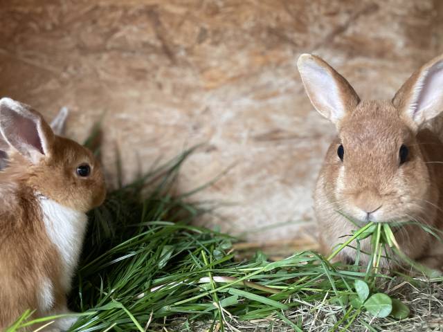 Kaninchen frisst Gras im Stall