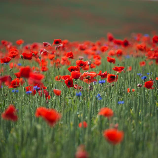 Mohnblumen Wiese im Landkreises Mecklenburgische Seenplatte