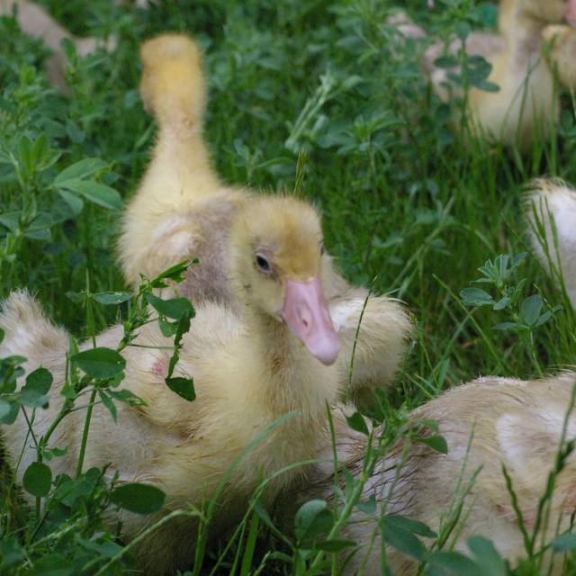 Enten Küken im Gras