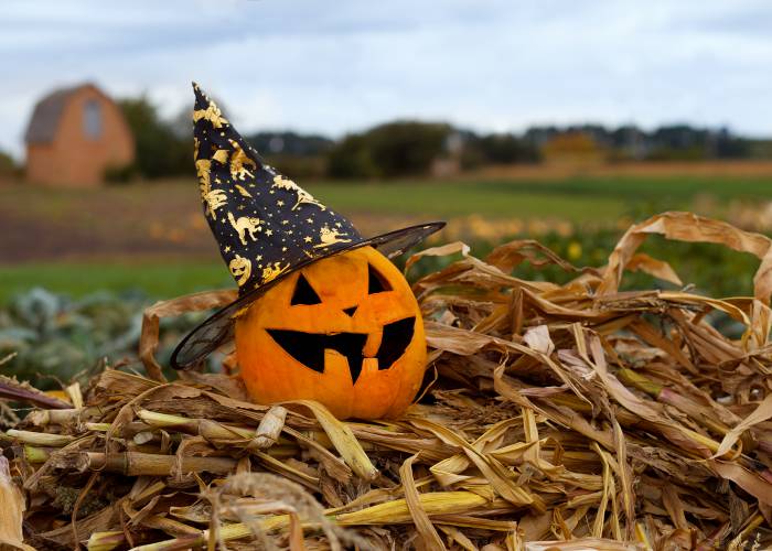 🎃 Halloween auf dem Bauernhof 👻