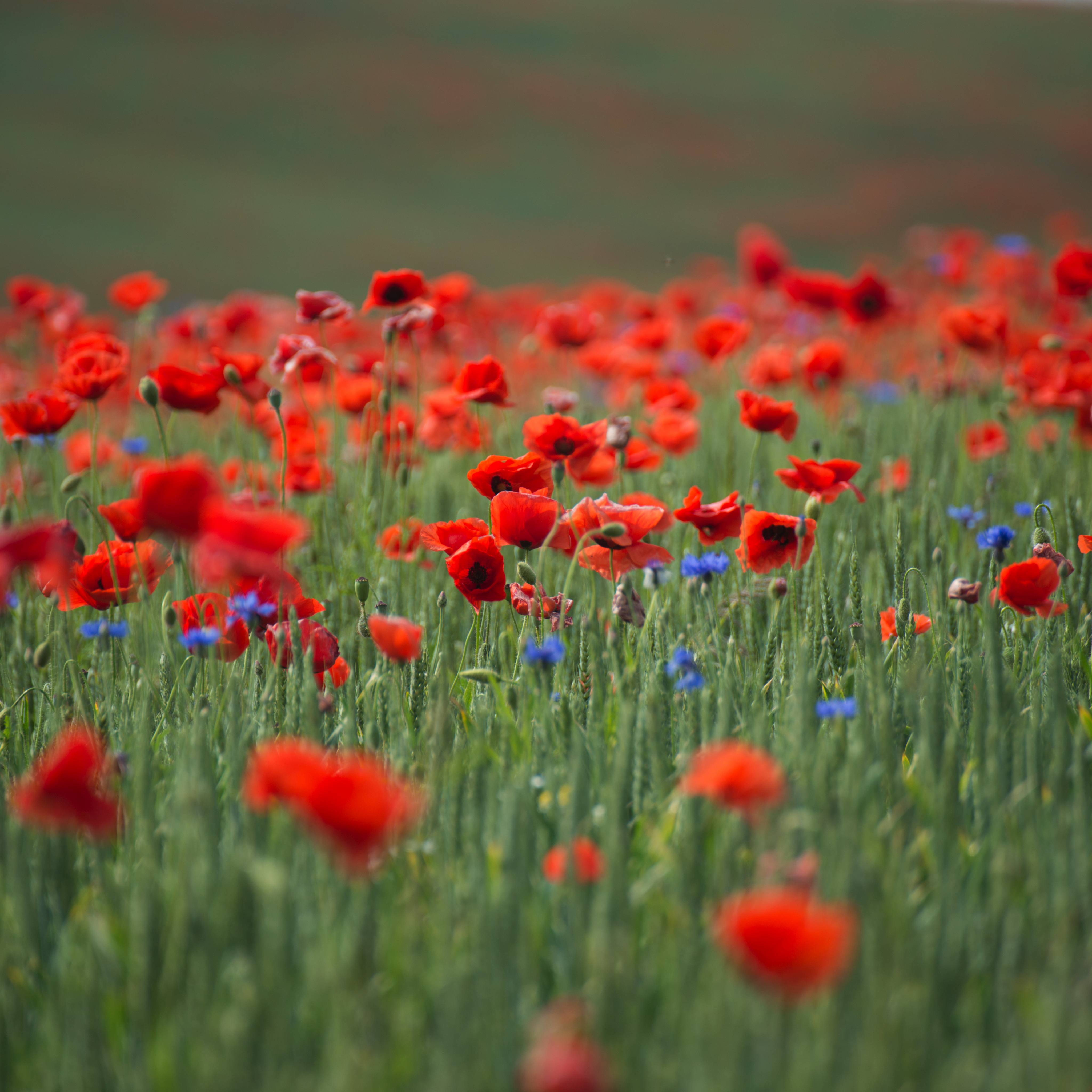 Mohnblumen Wiese im Landkreises Mecklenburgische Seenplatte