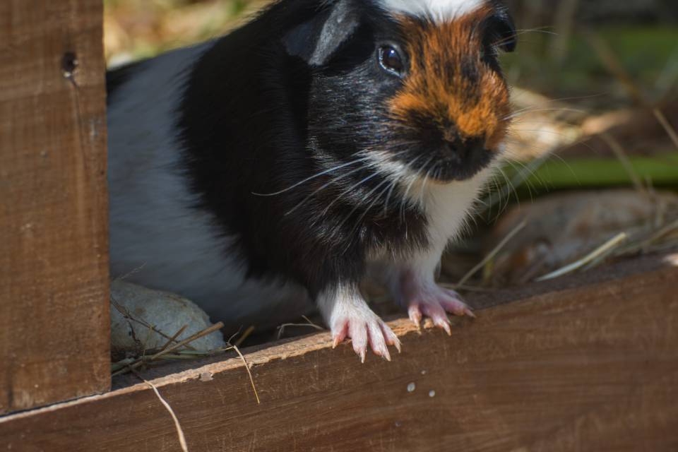 Tiere hautnah erleben - Golchener Hof