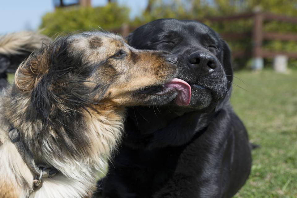 Hofhunde Bibi und Bruno