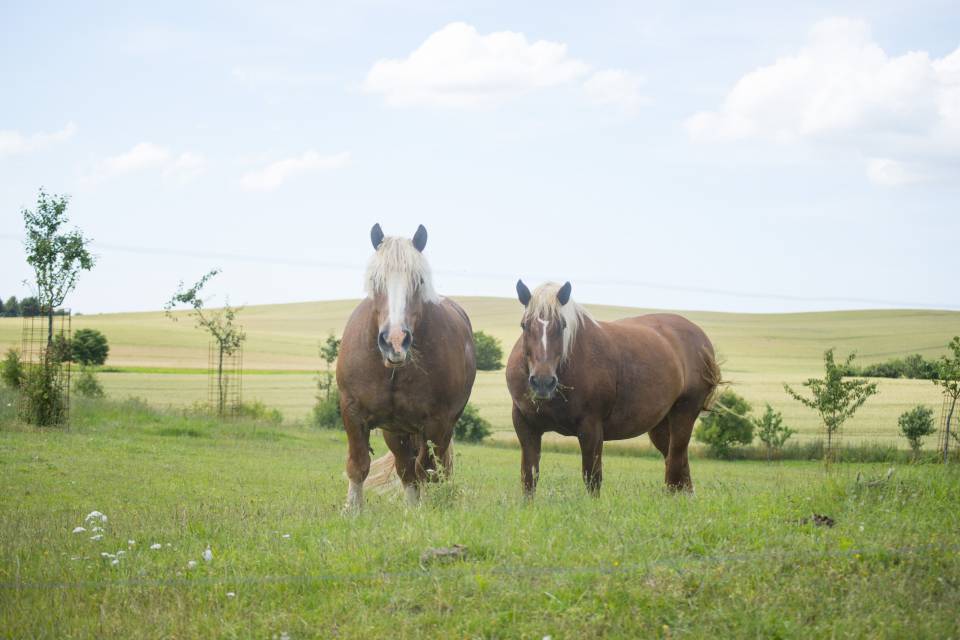 Pferde stehen auf einer Wiese auf dem Golchener Hof