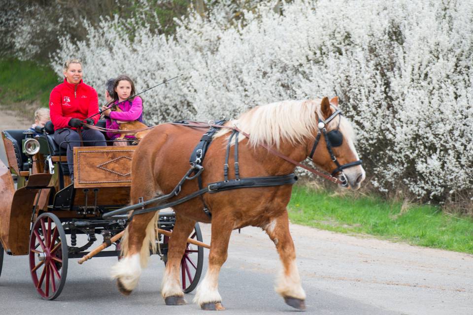 Kutschfahrt mit Pferd