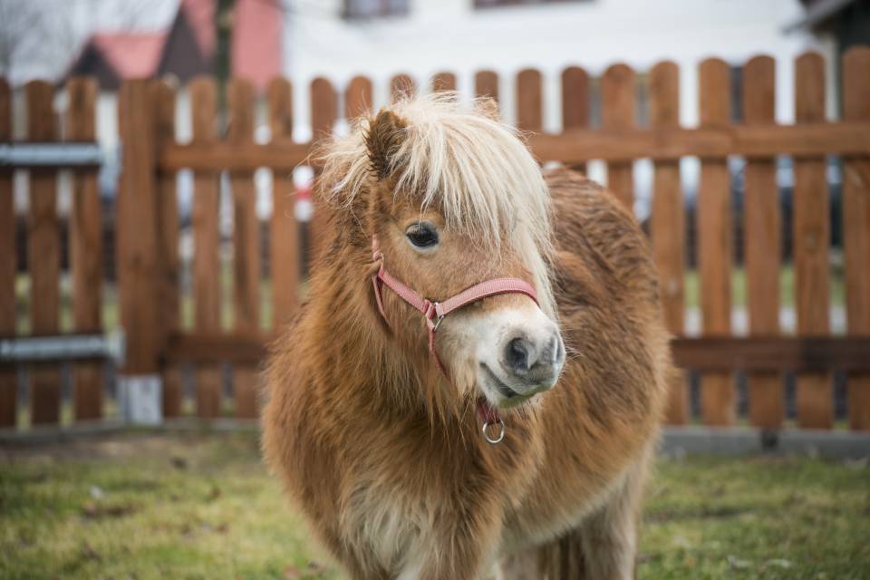 Nahaufnahme Pony auf der Koppel