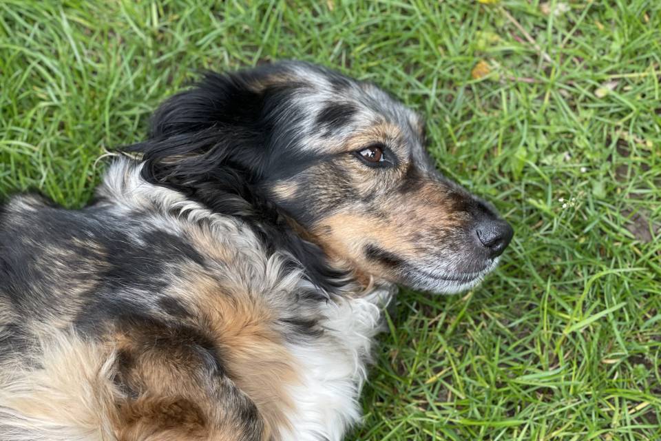 Hund Bibi liegt im Gras