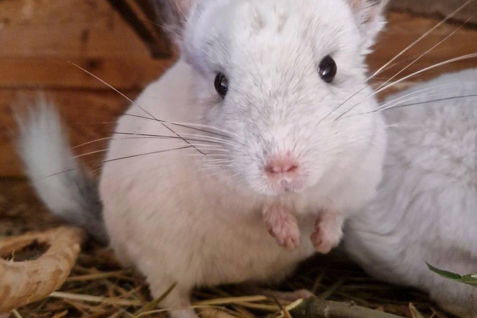 Unsere Chinchillas: Flauschige Gesellschaft - Golchener Hof