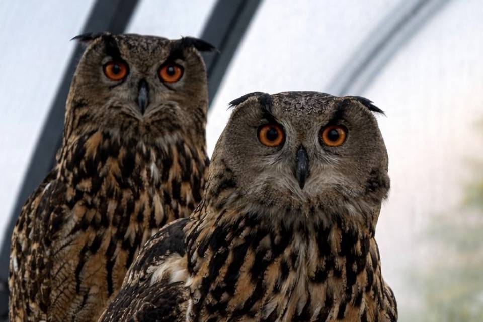 Unser Uhu-Pärchen: Ori Harry & Aura Hermine - Golchener Hof