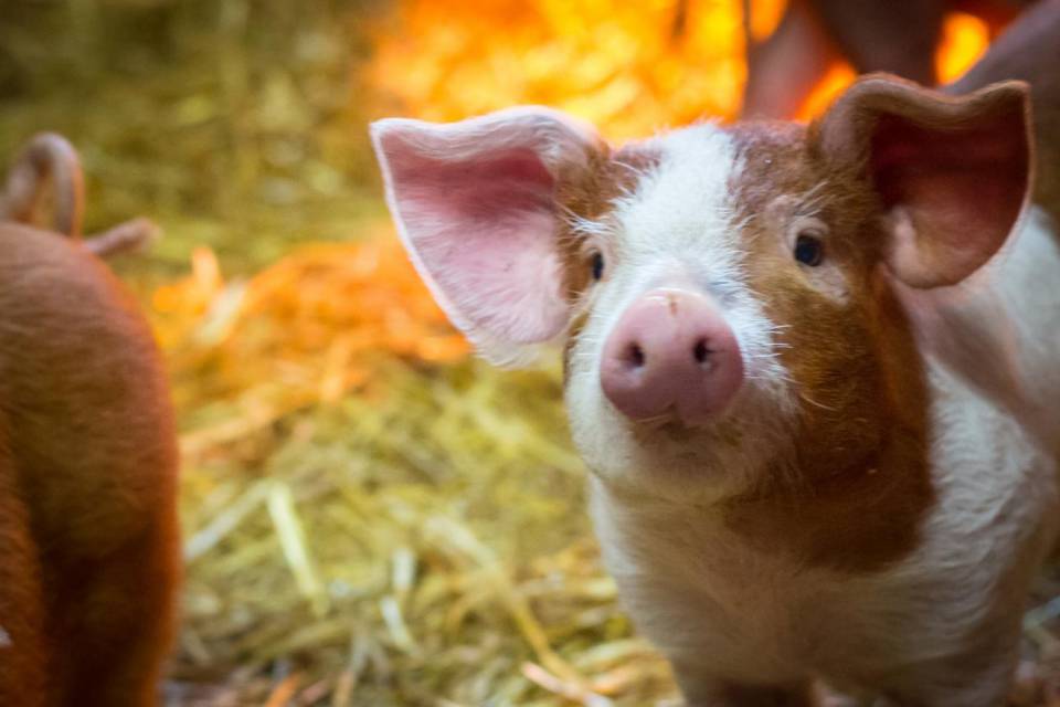 Husumer Protestschweine im Stall auf dem Golchener Hof