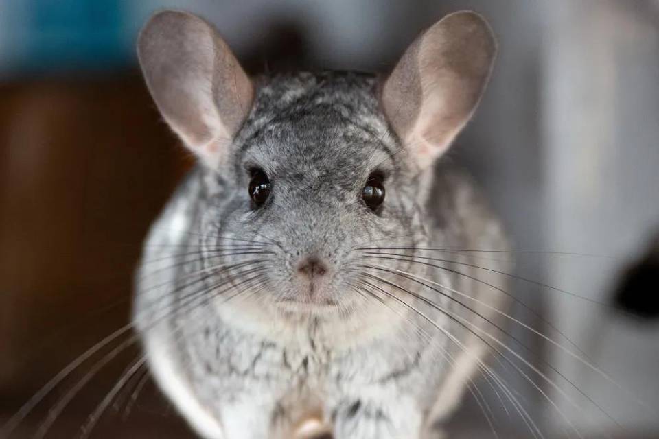 Unsere Chinchillas - Golchener Hof