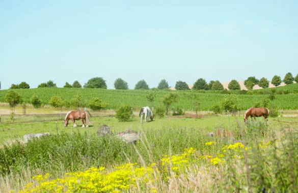 Pferde stehen im Sommer auf einer Wiese und fressen Gras