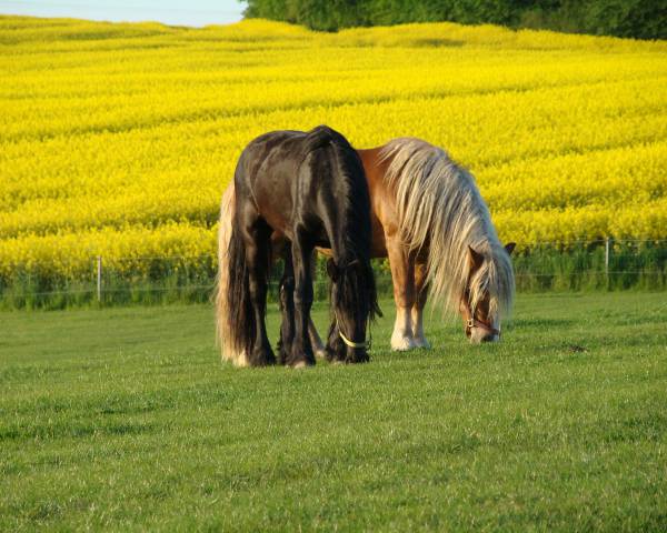 Urlaub mit eigenem Pferd - Golchener Hof