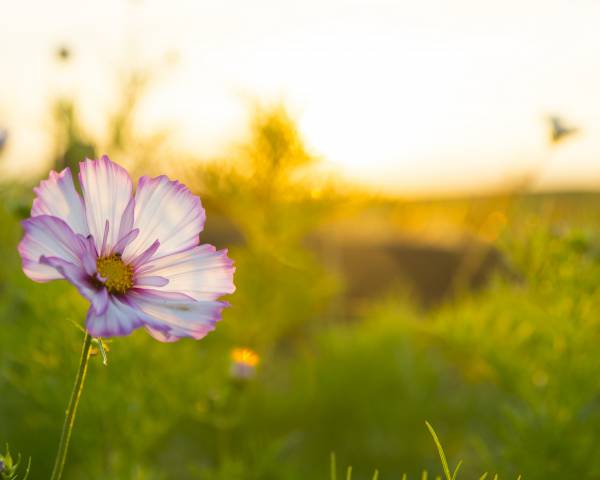 Blume im Feld