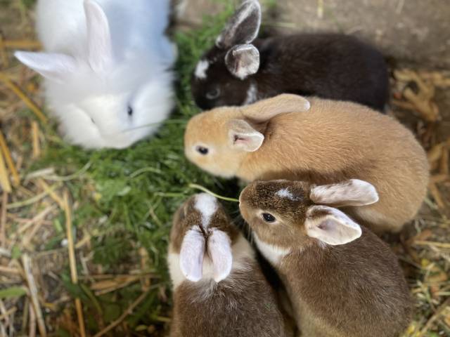 Kaninchen fressen frisches Gras