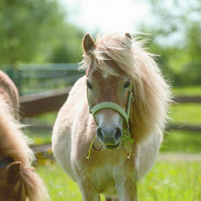 Pony auf der Weide