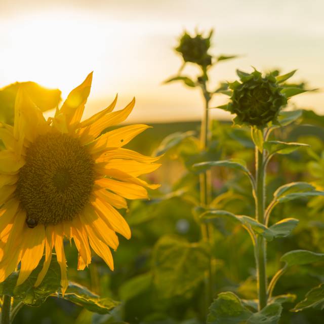 Sonnenblumen im Sonnenuntergang