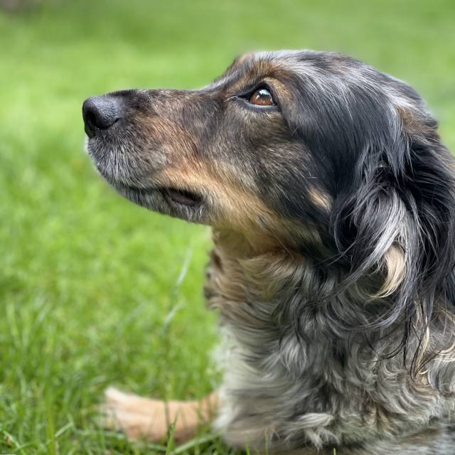 Hotelhund des Golchnerhofs in Golchen