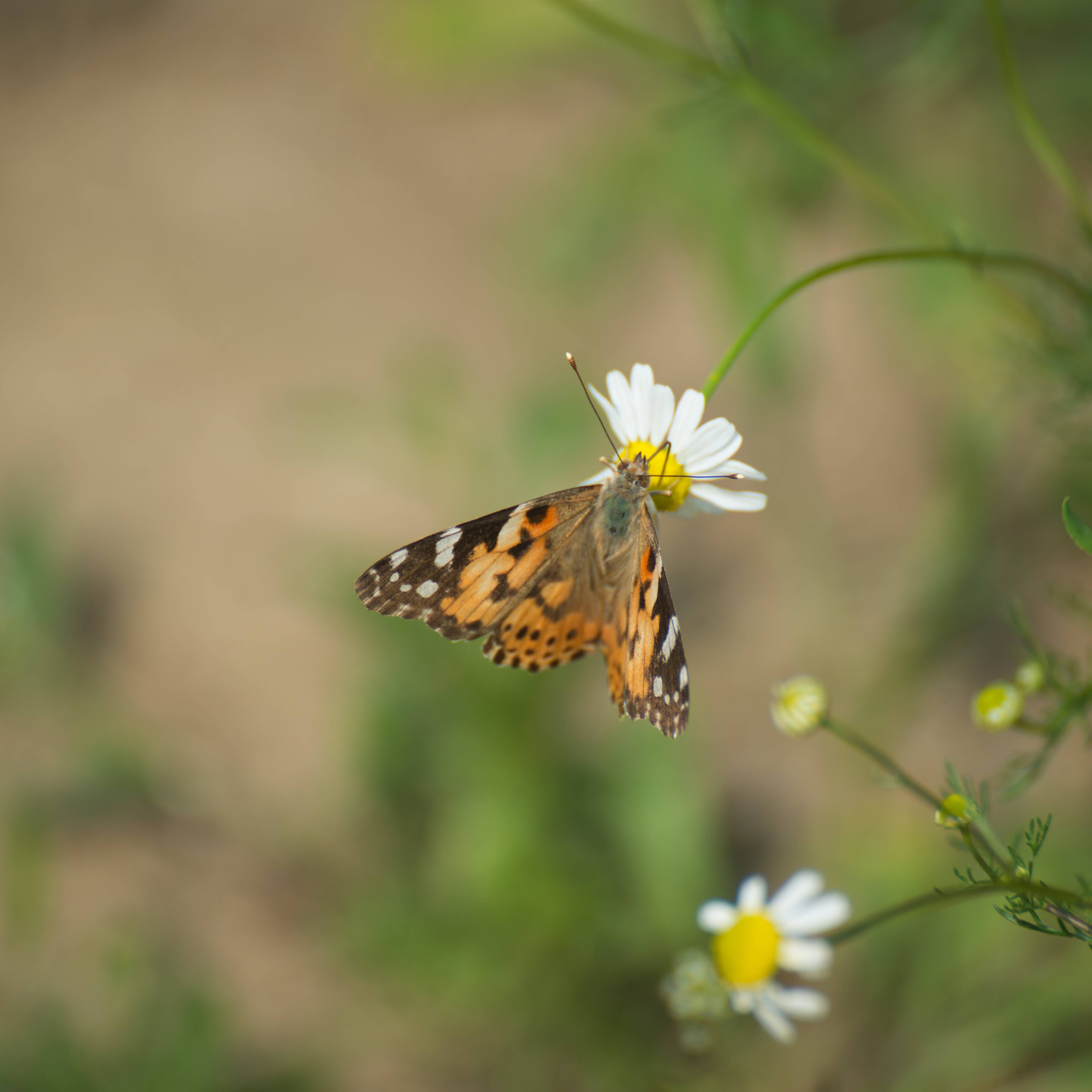 Detailaufnahme Schmetterling auf einer Blume