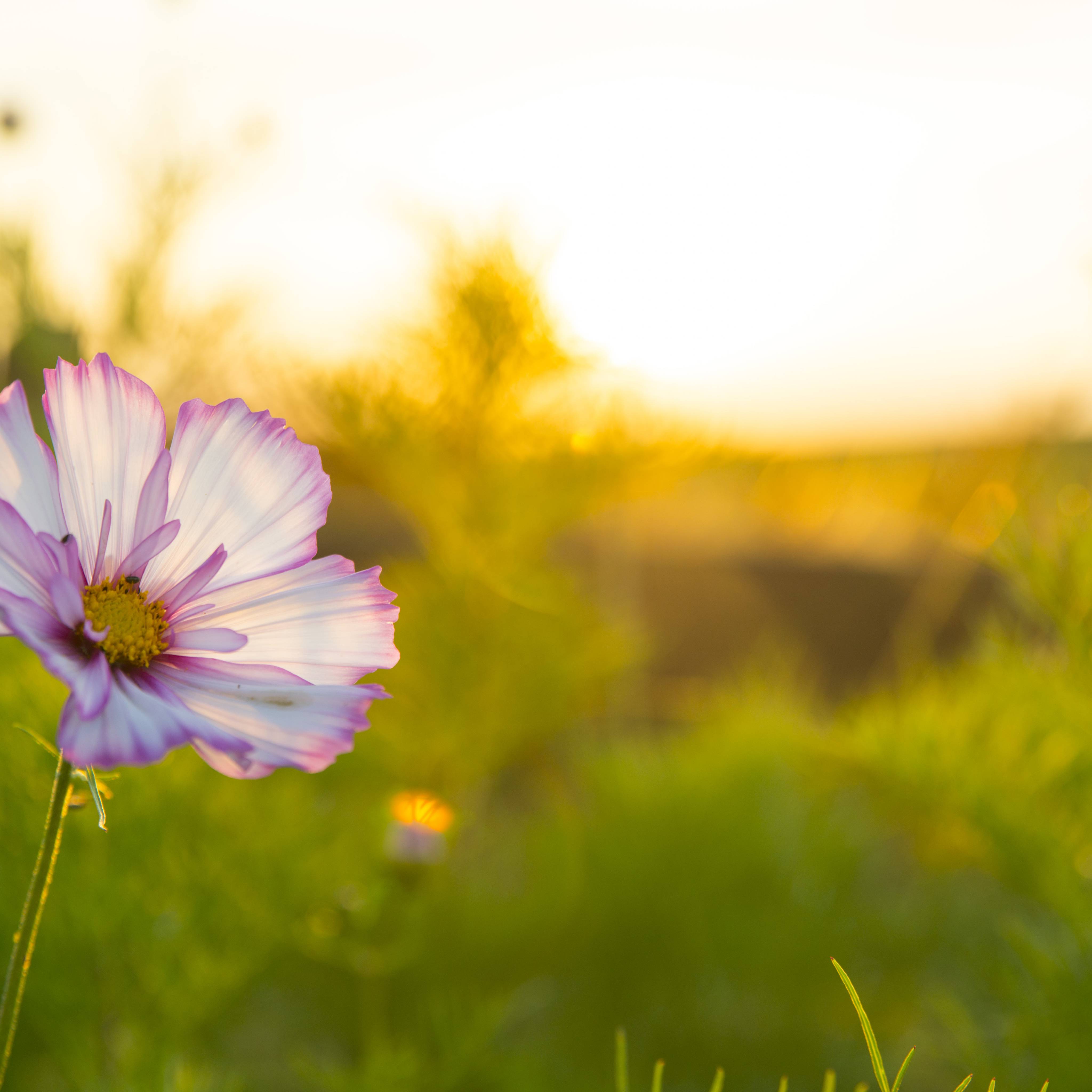 Blume im Feld