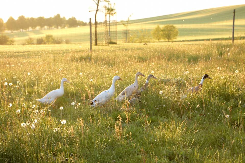 Landwirtschaft und Natur erleben: Tier und Technik auf dem Bauernhof - Golchener Hof